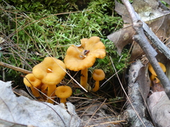 Craterellus ignicolor