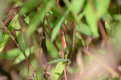 Homalodisca insolita