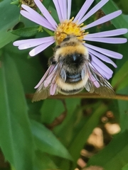 Bombus lucorum