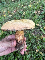 Suillellus luridus