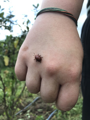 Chelymorpha cassidea