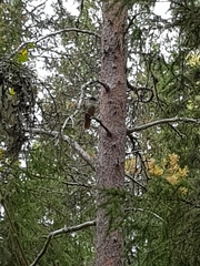 Perisoreus infaustus