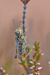 Myrmeleotettix maculatus