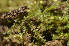 Calypogeia