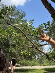 Dermatophyllum secundiflorum