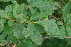 Quercus × rosacea