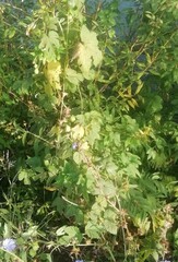 Ribes rubrum