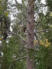 Perisoreus infaustus