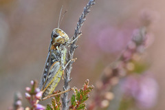 Myrmeleotettix maculatus