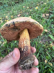 Suillellus luridus