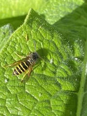 Vespula alascensis