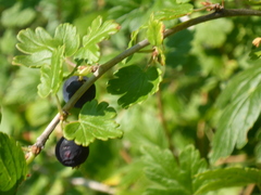 Ribes hirtellum