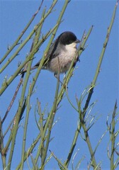 Microspingus melanoleucus