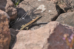 Podarcis muralis