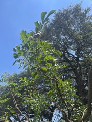 Dermatophyllum secundiflorum