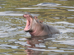 Hippopotamus amphibius