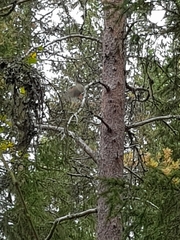 Perisoreus infaustus