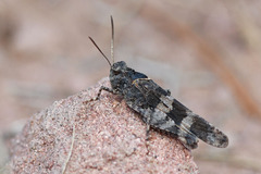 Oedipoda caerulescens