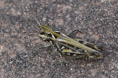 Myrmeleotettix maculatus