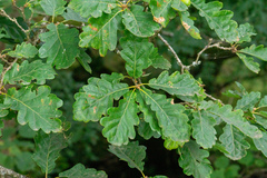 Quercus × rosacea