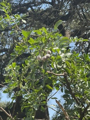 Dermatophyllum secundiflorum
