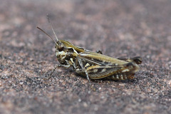 Myrmeleotettix maculatus