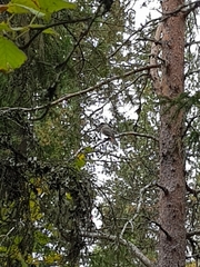 Perisoreus infaustus