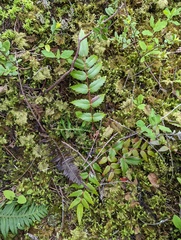 Berberis nervosa
