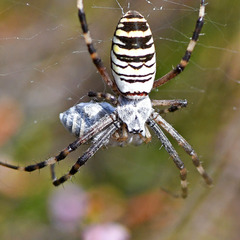 Argiope bruennichi