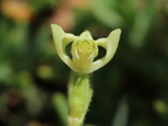 Disperis villosa