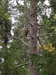 Perisoreus infaustus