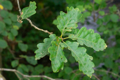 Quercus × rosacea