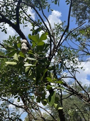 Dermatophyllum secundiflorum