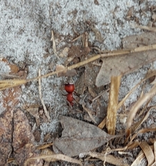 Pseudomethoca sanbornii