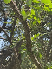 Dermatophyllum secundiflorum