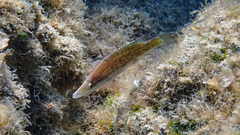 Symphodus rostratus