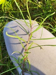 Helianthus angustifolius
