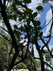 Dermatophyllum secundiflorum