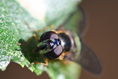 Dasysyrphus tricinctus