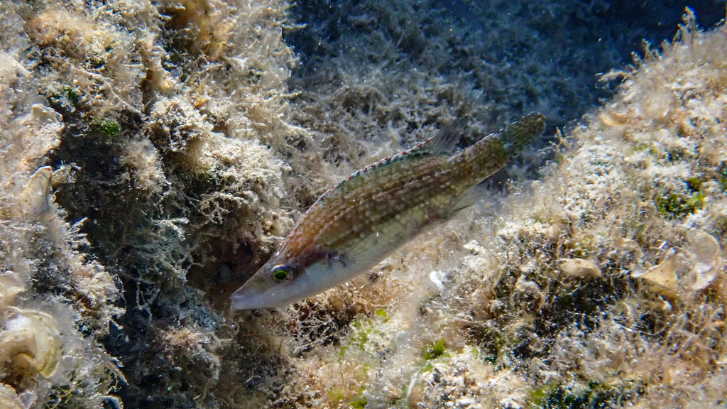 Longsnout wrasse (Symphodus rostratus) — Labridae