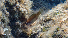 Symphodus rostratus