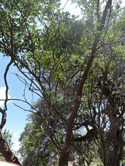 Dermatophyllum secundiflorum