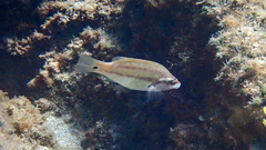 Symphodus tinca