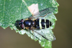 Dasysyrphus tricinctus