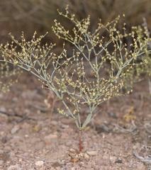 Eriogonum brachyanthum