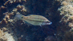 Symphodus tinca
