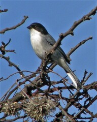Microspingus melanoleucus