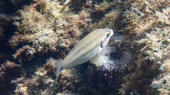 Symphodus tinca