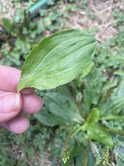 Plantago
