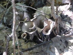 Craterellus fallax